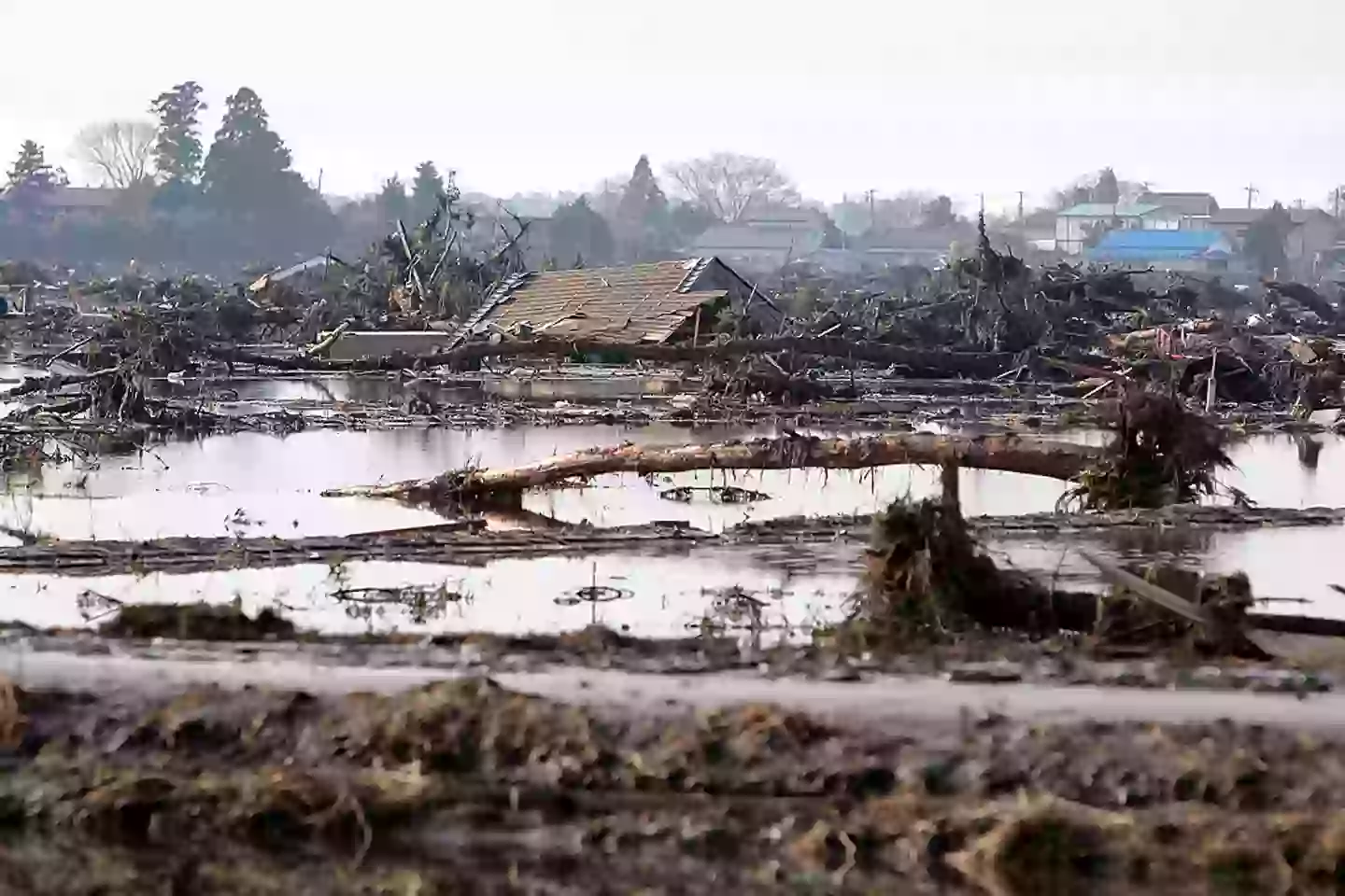 The artist is believed to have predicted the 2011 earthquake that struck Japan (Kiyoshi Ota/Getty Images)