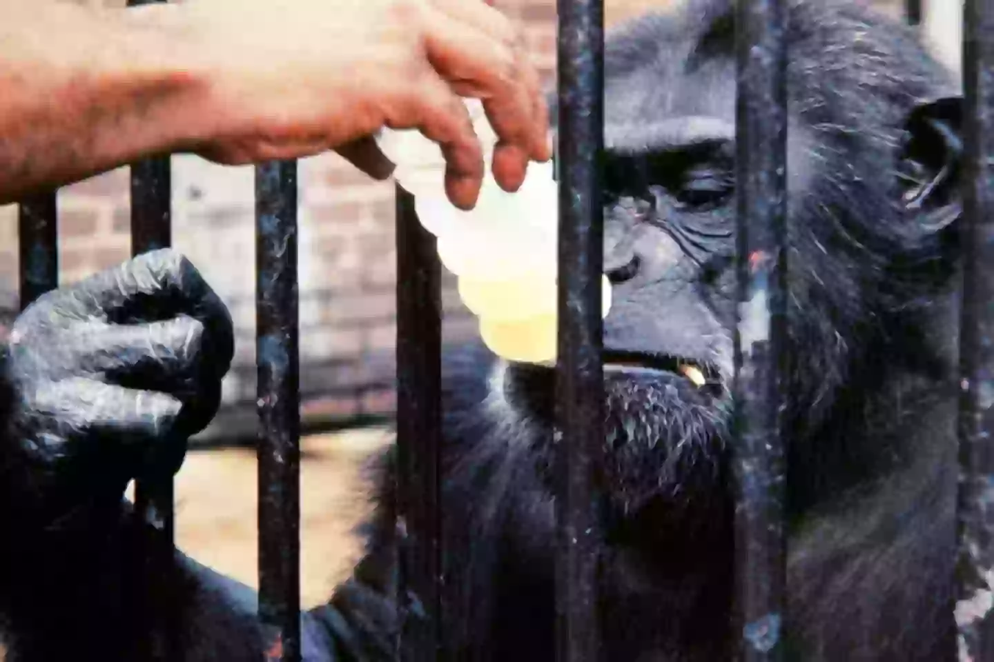Ham lived 17 years alone in captivity (STF/NASA/AFP via Getty Images)