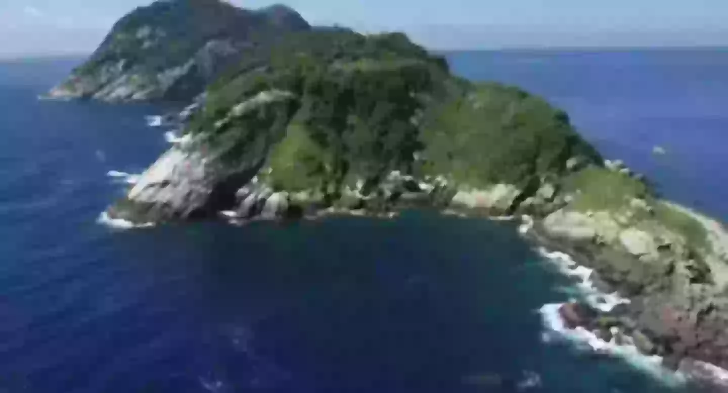The snakes on this island can kill you (9 News)
