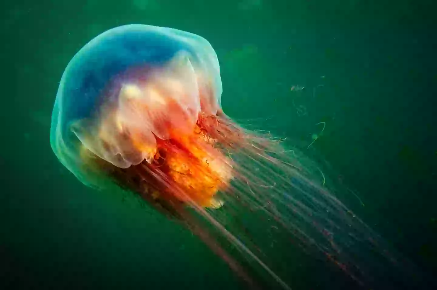 Lion's mane jellyfish can stretch up to 120ft in length, and pack an extremely painful sting (Getty Stock Image)