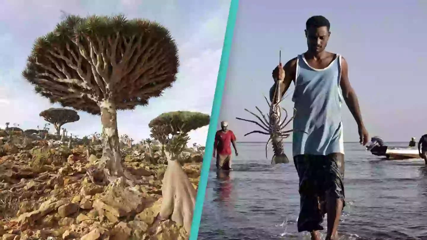 Inside 'most alien-looking place on earth' where most plant and animal life can't be found anywhere else