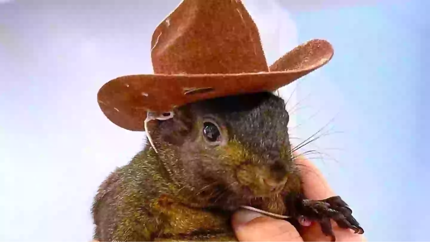 Reason NY could owe Peanut the Squirrel owners $10,000,000 after pet was seized and euthanized by state