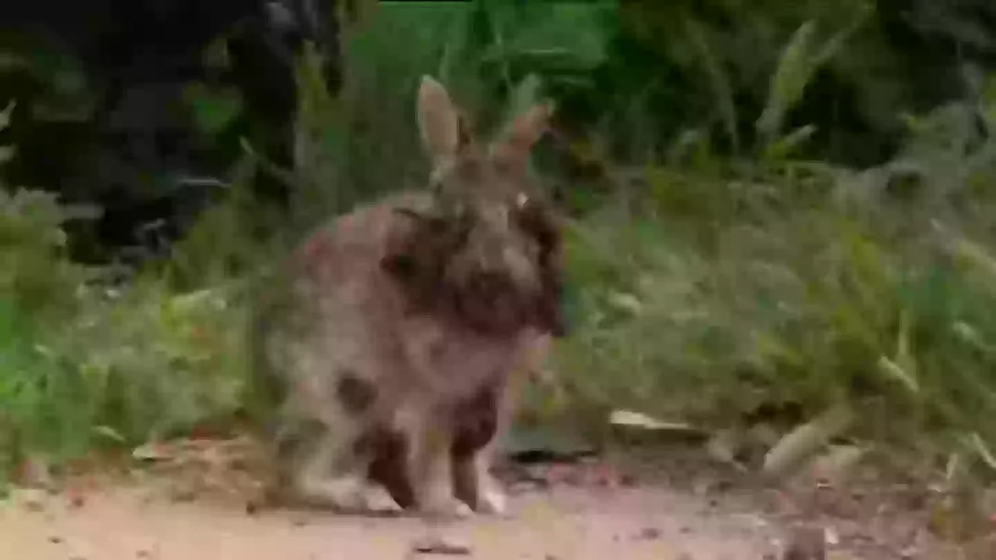 Multiple wild rabbits in Colorado have caught a nightmarish virus (Fox 8 News)