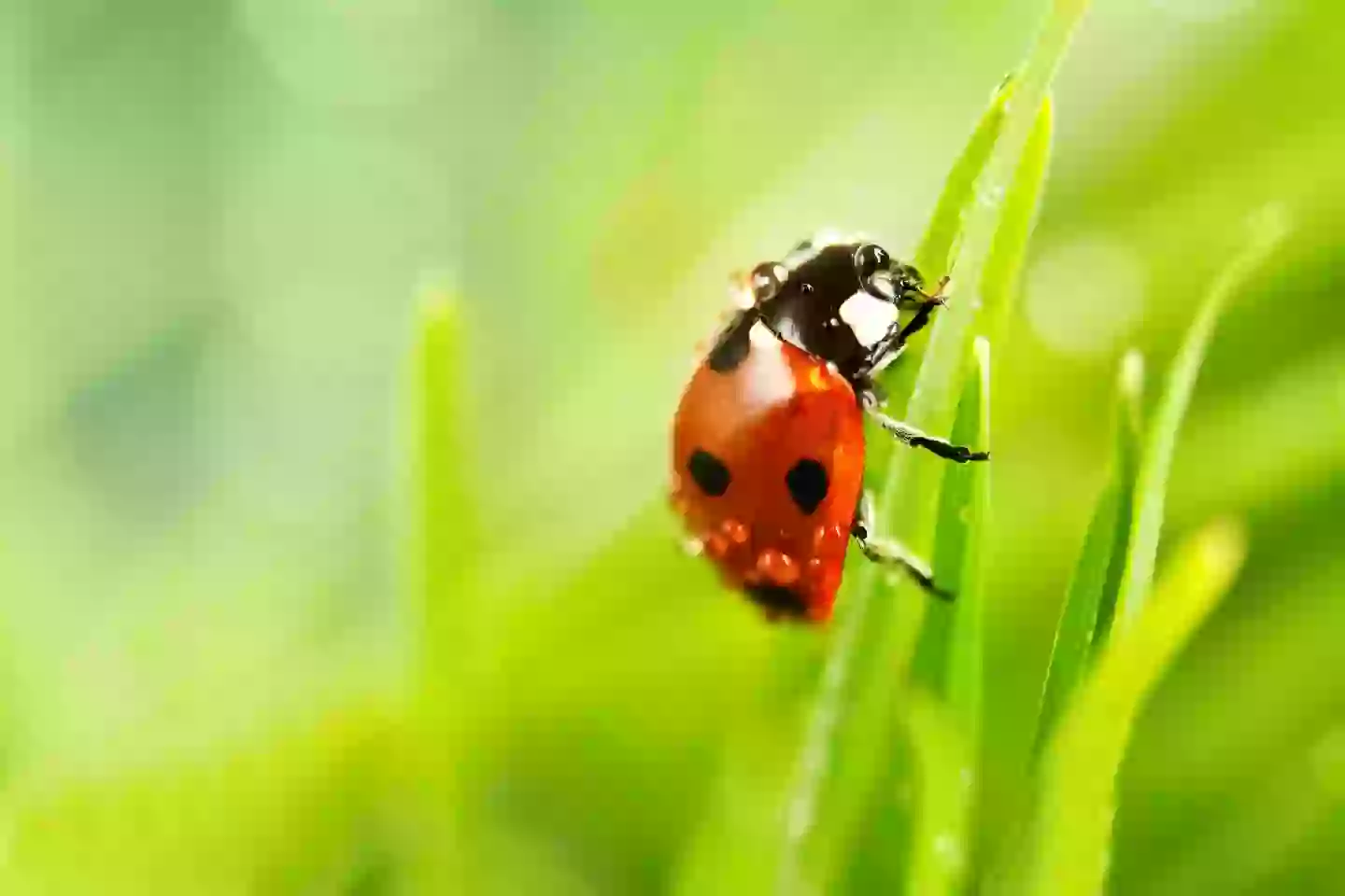 Ladybugs can release pheromones in specific patterns, though they are not visible to the human eye. (Getty Stock Images)