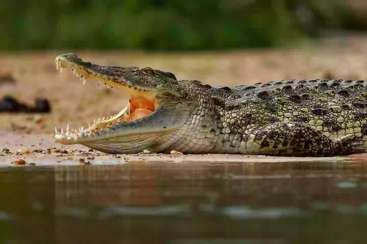 Crocodiles are believed to be responsible for around 1,000 human deaths a year (Getty Stock Image)
