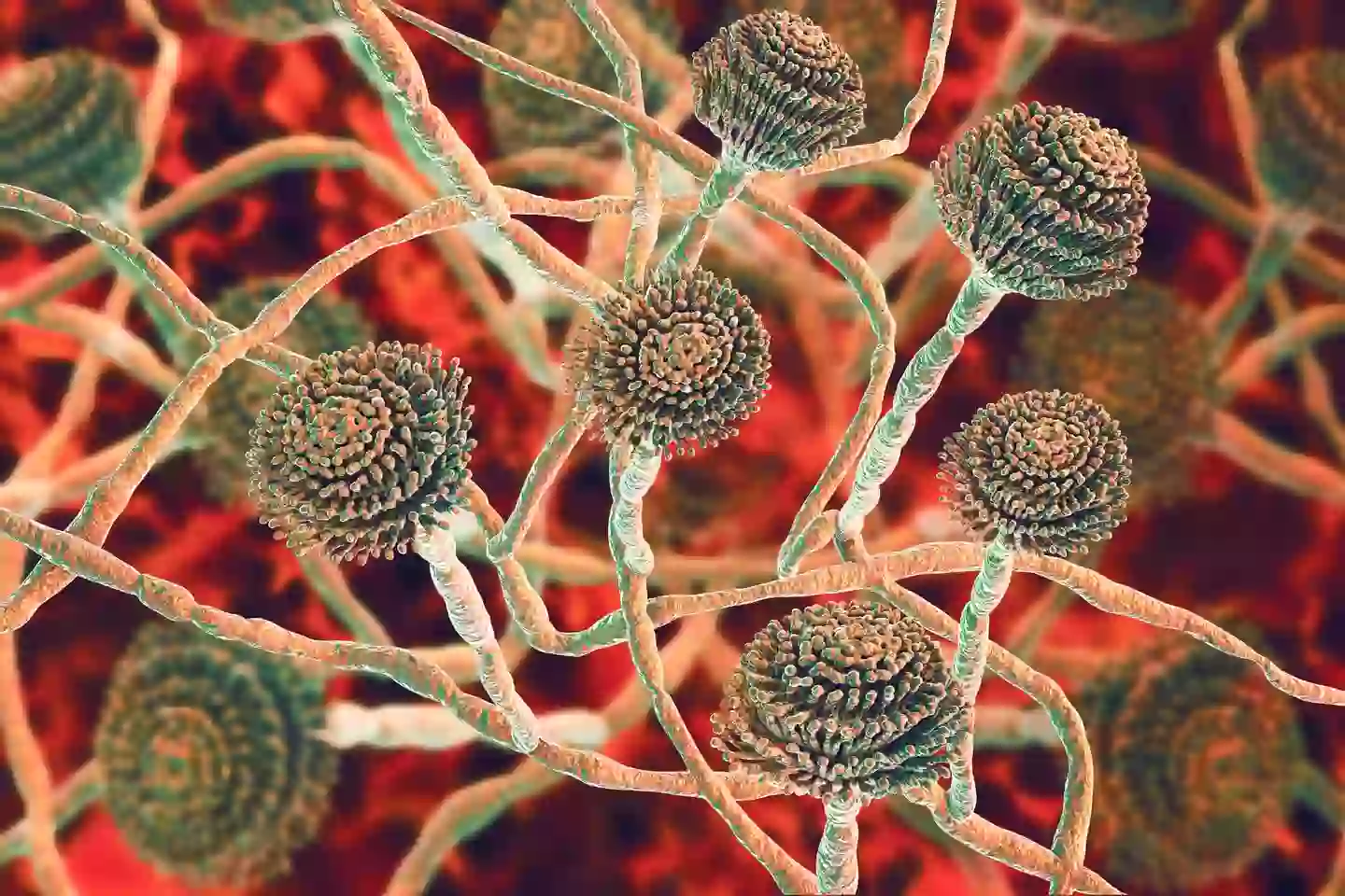 Aspergillus fungi can also grow in household dust, soil and stale food (Getty Images)