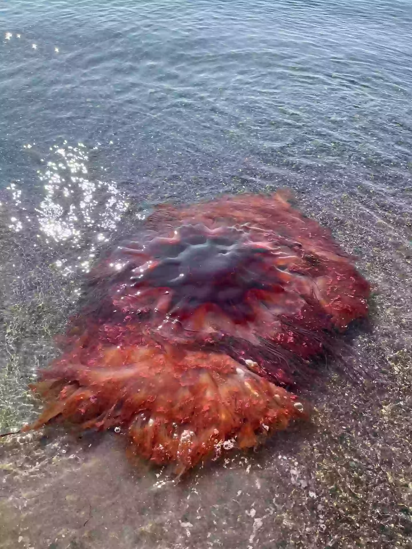 A huge 5ft wide lion's mane jellyfish has been spotted in Maine (Facebook/City of South Portland)