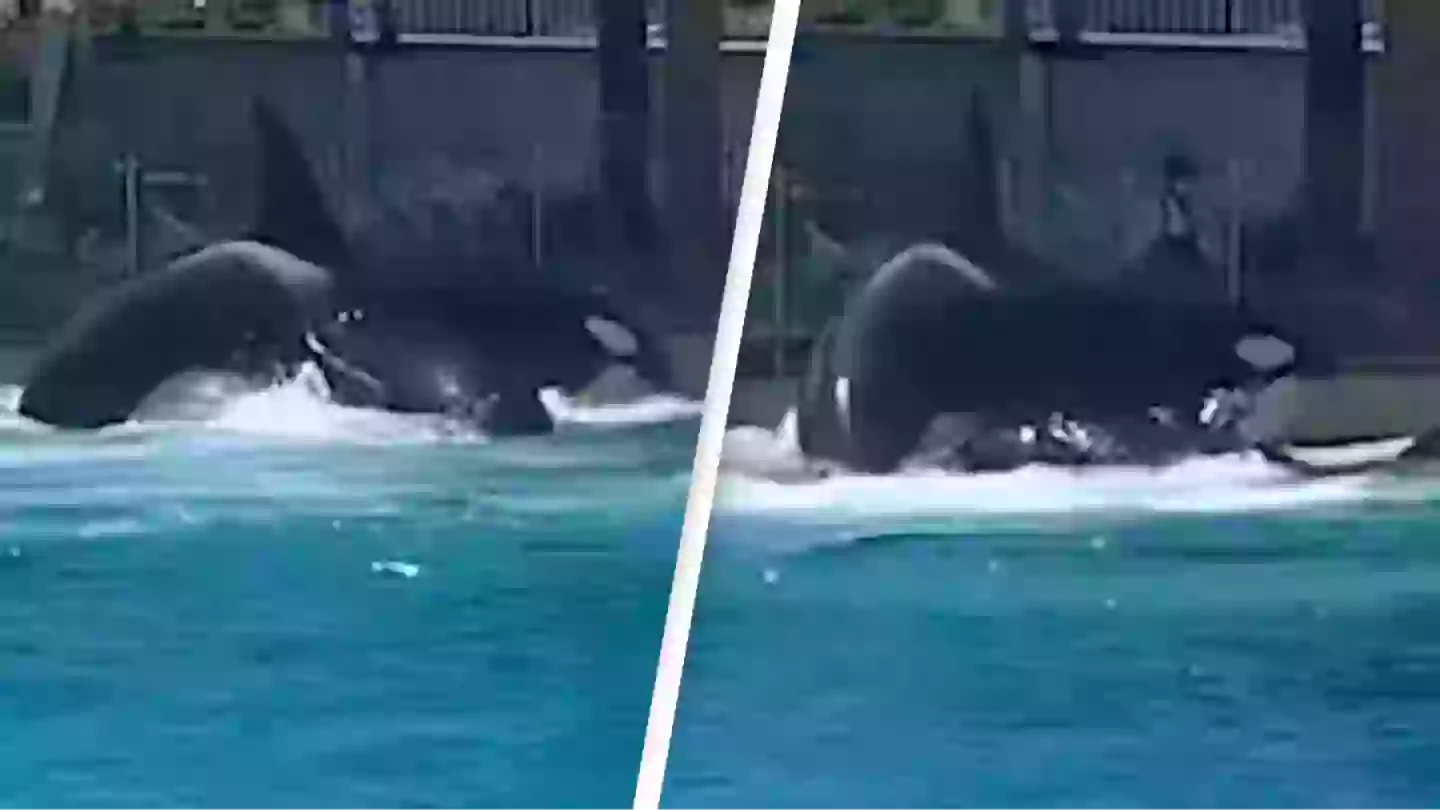 Killer whales attack each other at SeaWorld and 'blood soaks water' as horrified guests watch