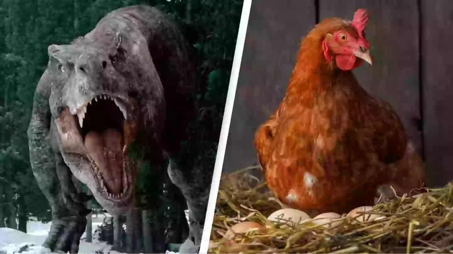 Chicken Rex Scientists discover why the closest living relative to the T-Rex might ...