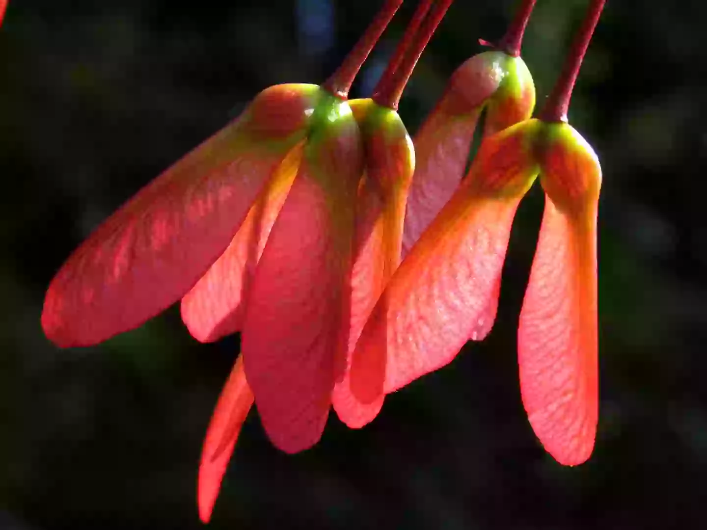 Maple fruits are also achenes but they have samara, a pair of connected, winged seeds (Getty Images)