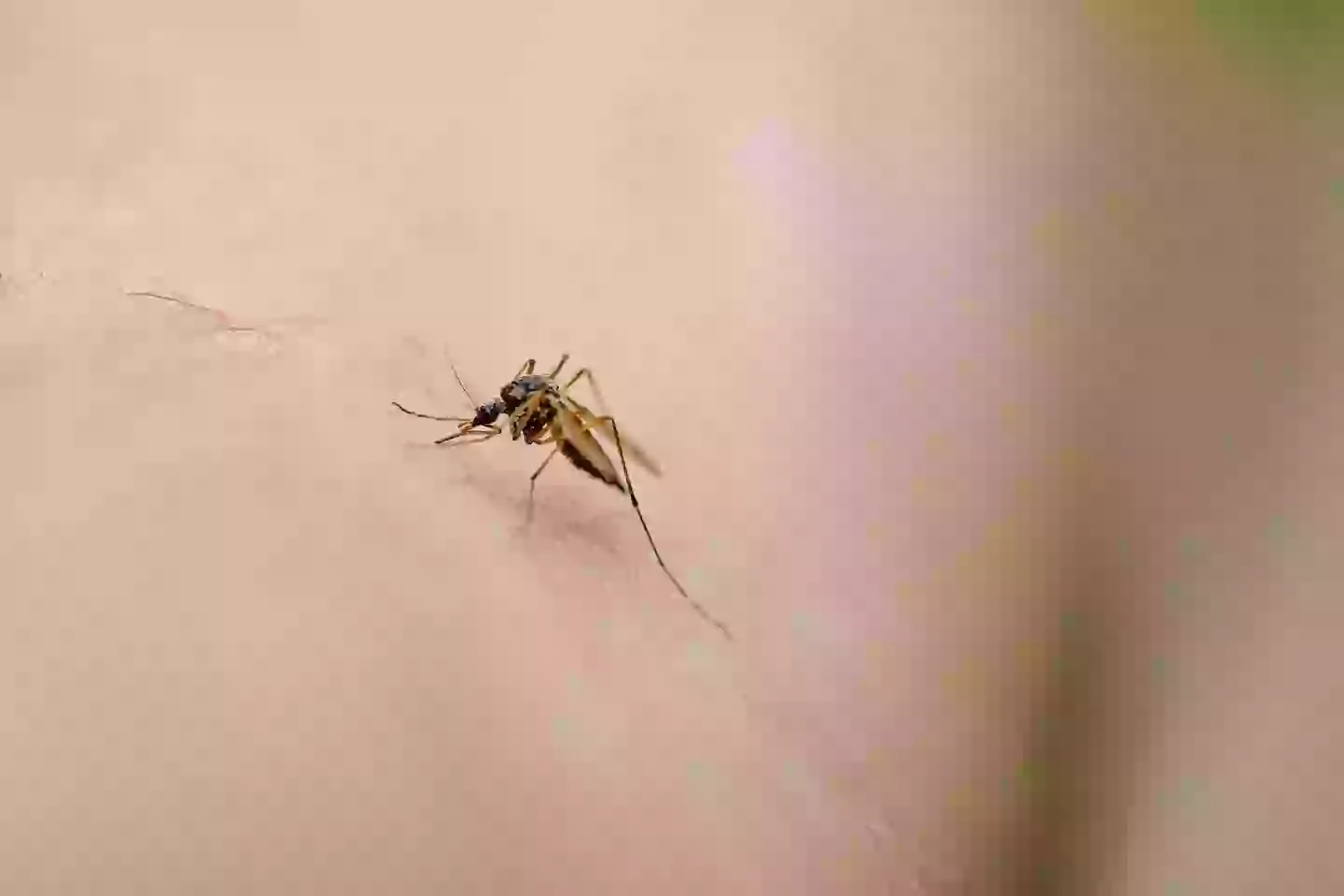 Symptoms of Chikungunya virus can vary (Getty Stock Photo)