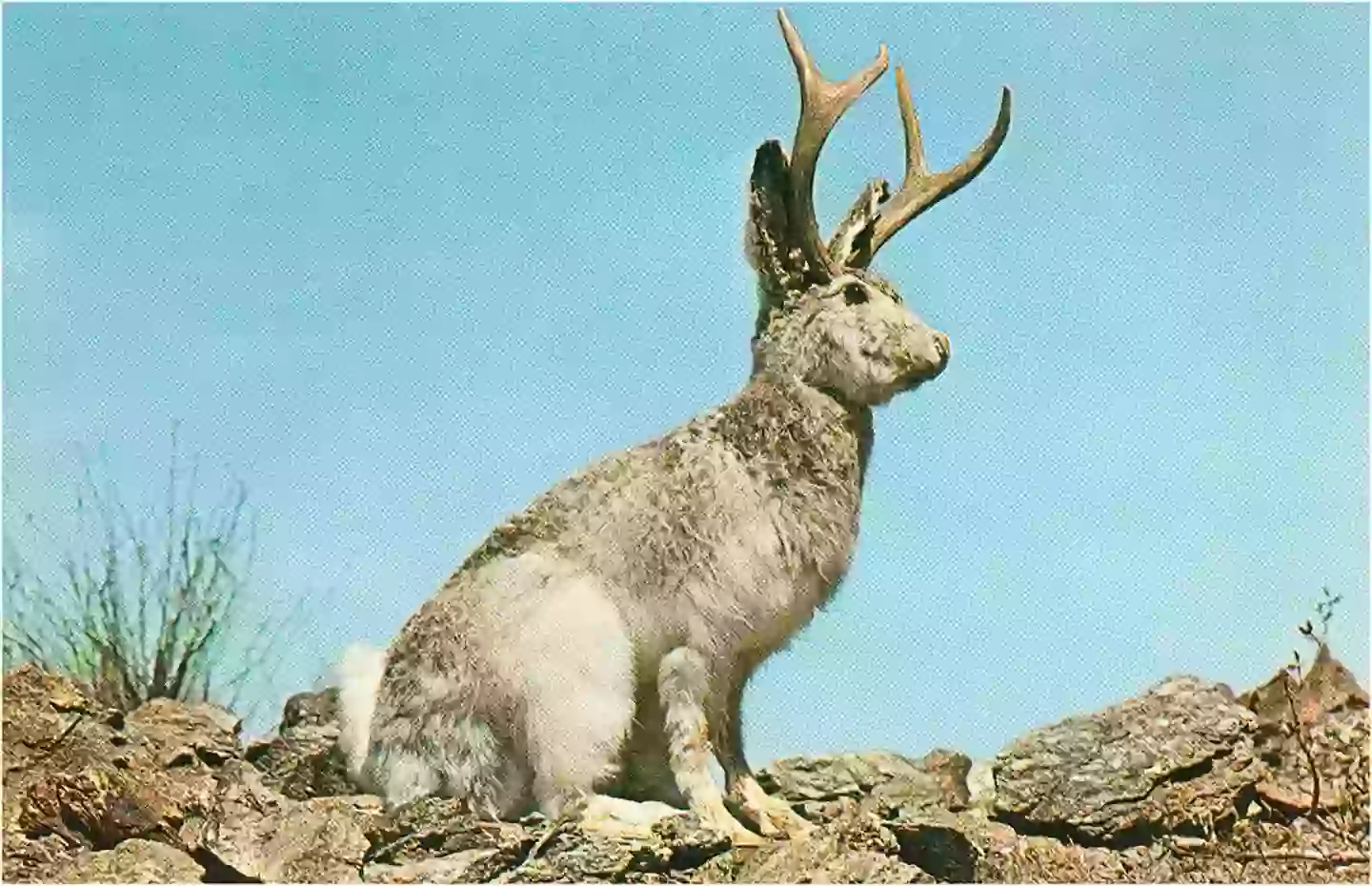 The mythical jackalope - an American legend - is believed to have derived from bunnies infected with CRPV (Found Image Holdings/Corbis via Getty Images)