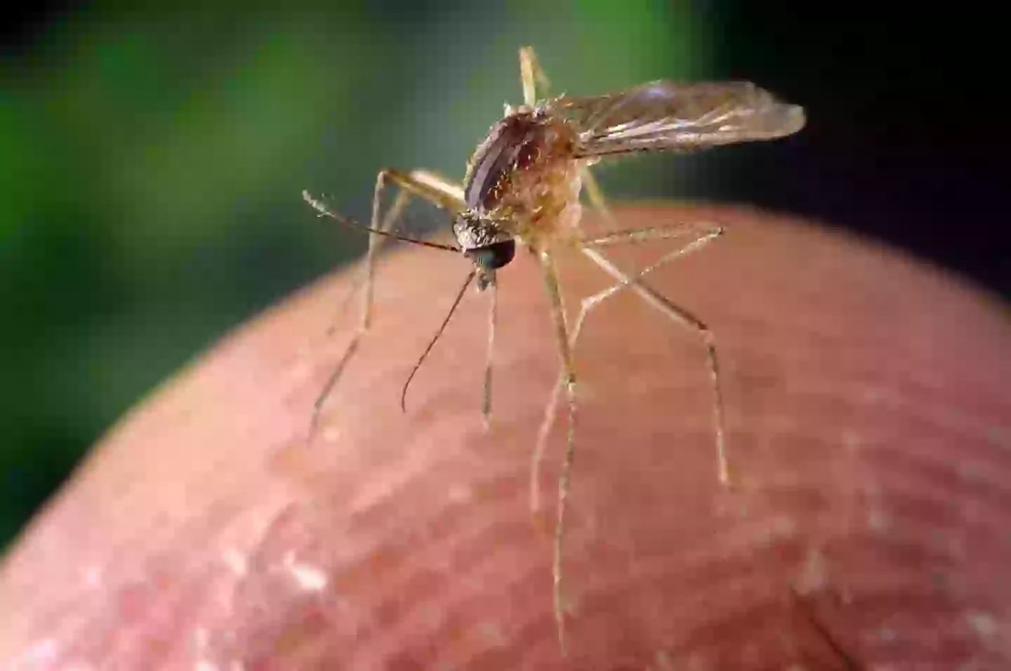 Infected mosquitos are responsible for the outbreak (Smith Collection/Gado/Getty Images)