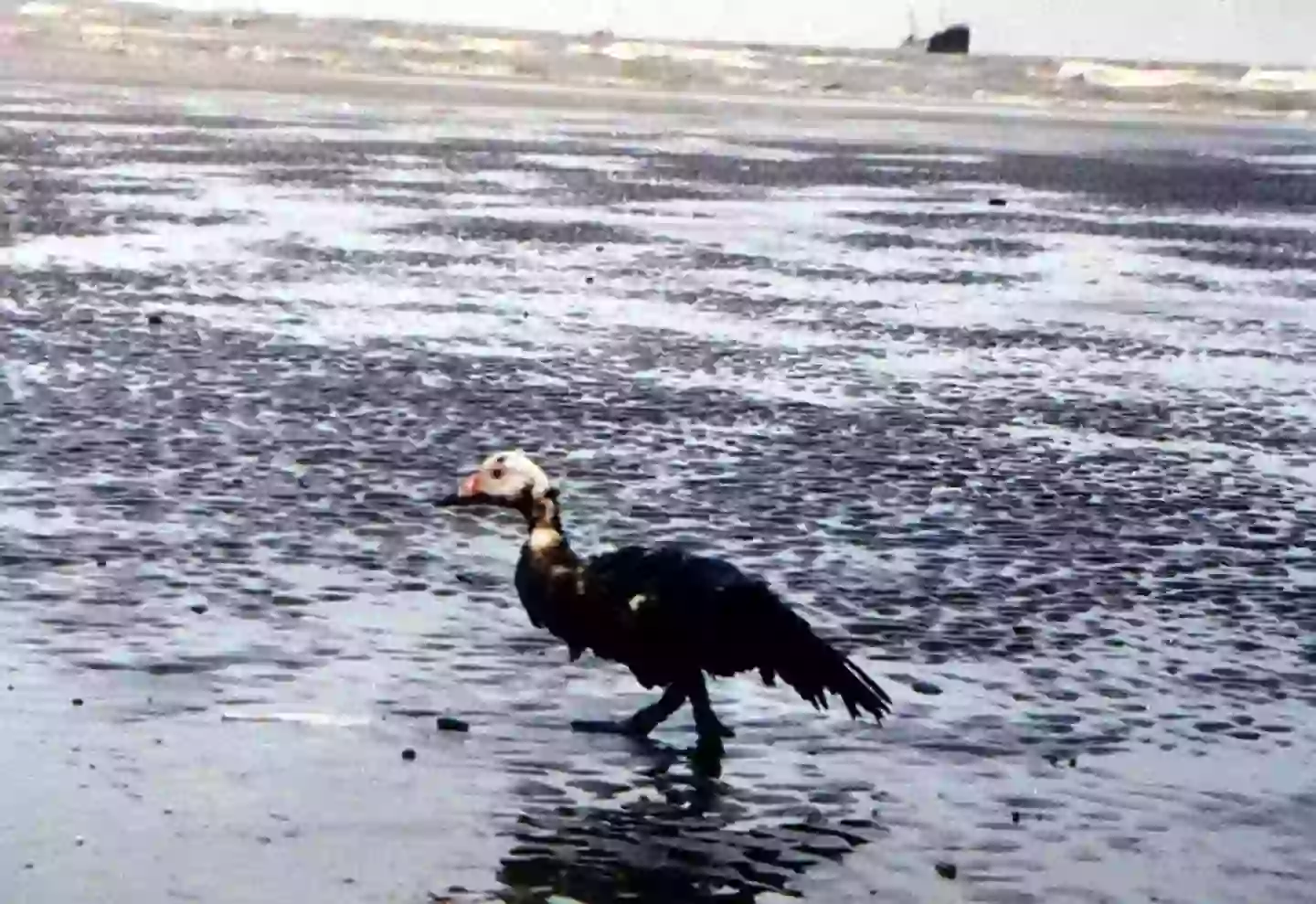 Sea life and birds can be directly harmed in oil spills (TATANG KIRANA/AFP via Getty Images)
