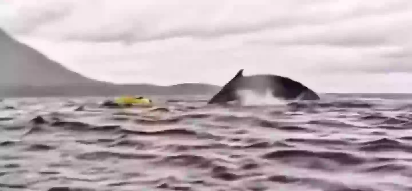 The whale apparently swallowed the kayak, too (Twitter/@AMAZlNGNATURE)
