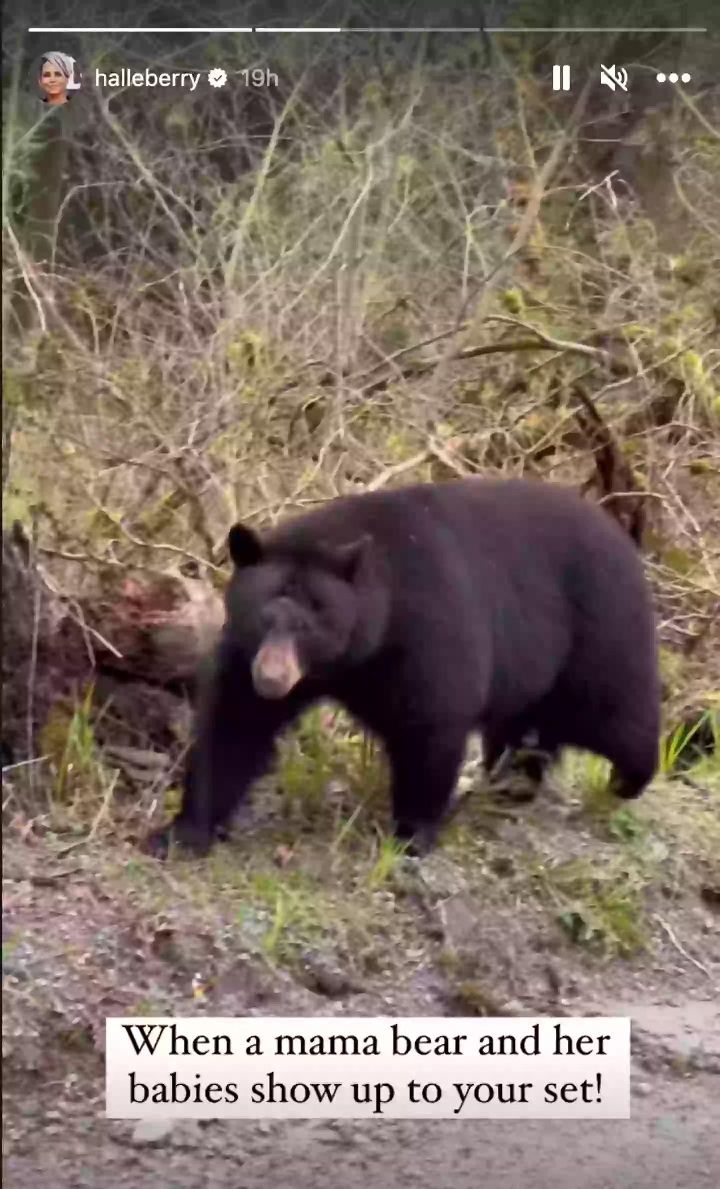 Halle Berry's film set was invaded by a family of black bears.