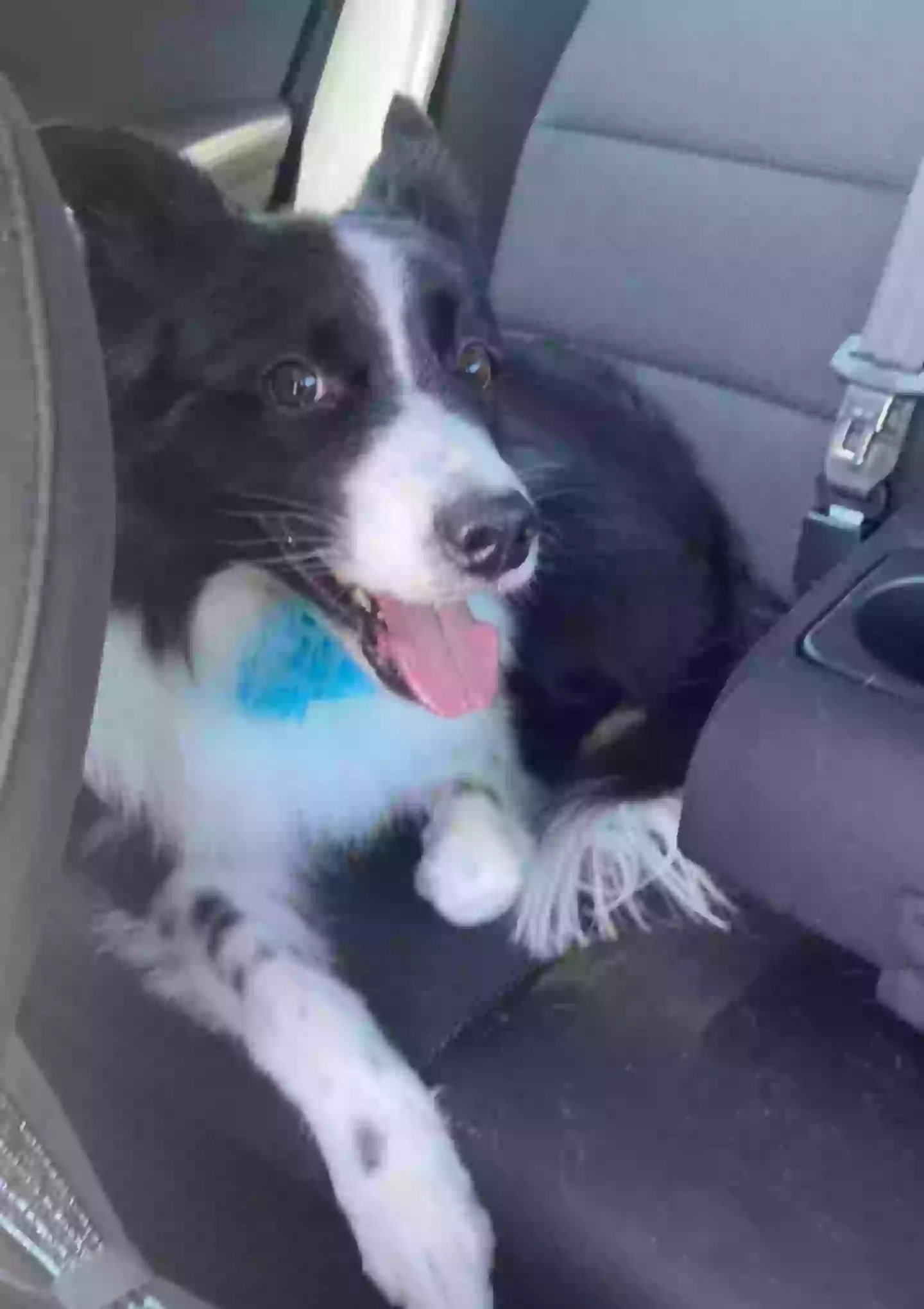 A Facebook page under the name Brennah Montgomery shows images of a dog (Facebook/ Brennah Montgomery)