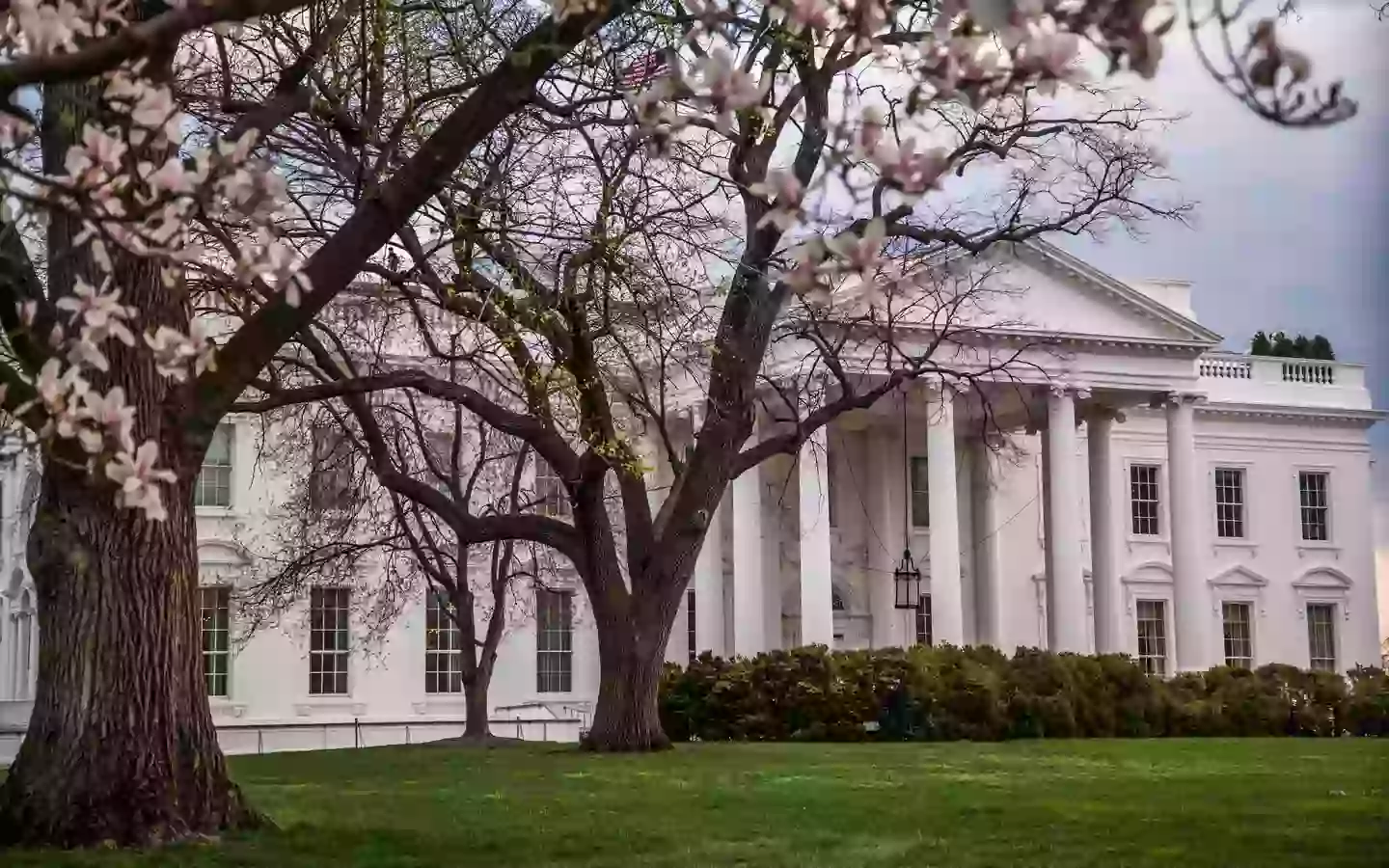 The southern magnolia tree is set to be chopped down this week (Getty stock)