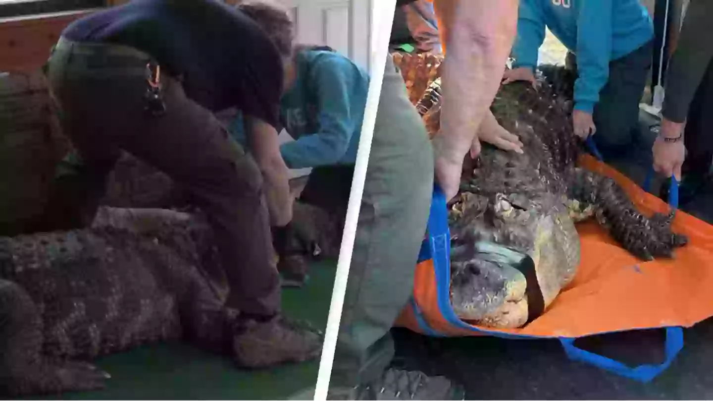 11-foot alligator seized from home after owner allowed members of the public to get into pool with it