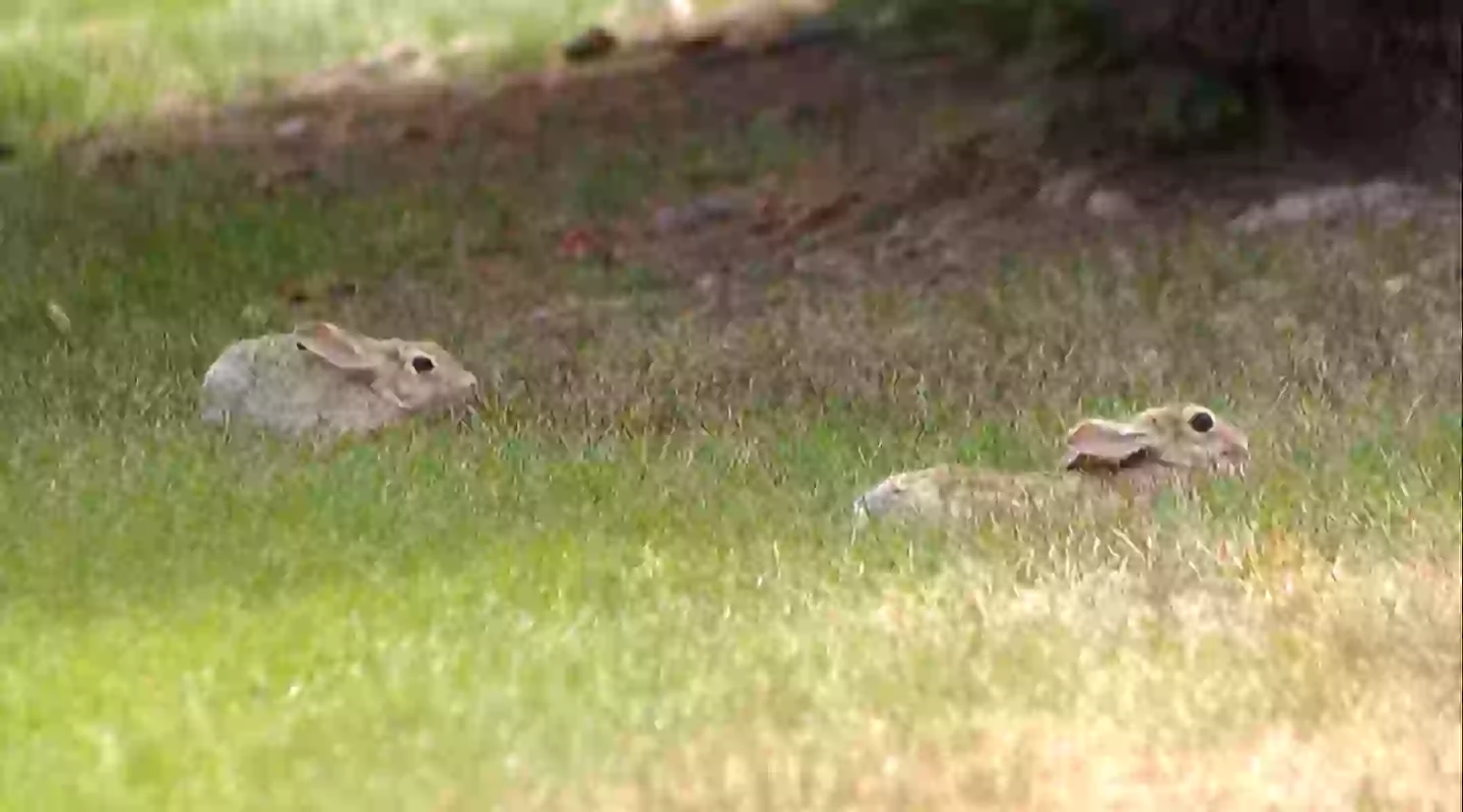 Several wild rabbits have been spotted in Fort Collins, Colorado, appearing to have black horns or tentacles (Reddit)
