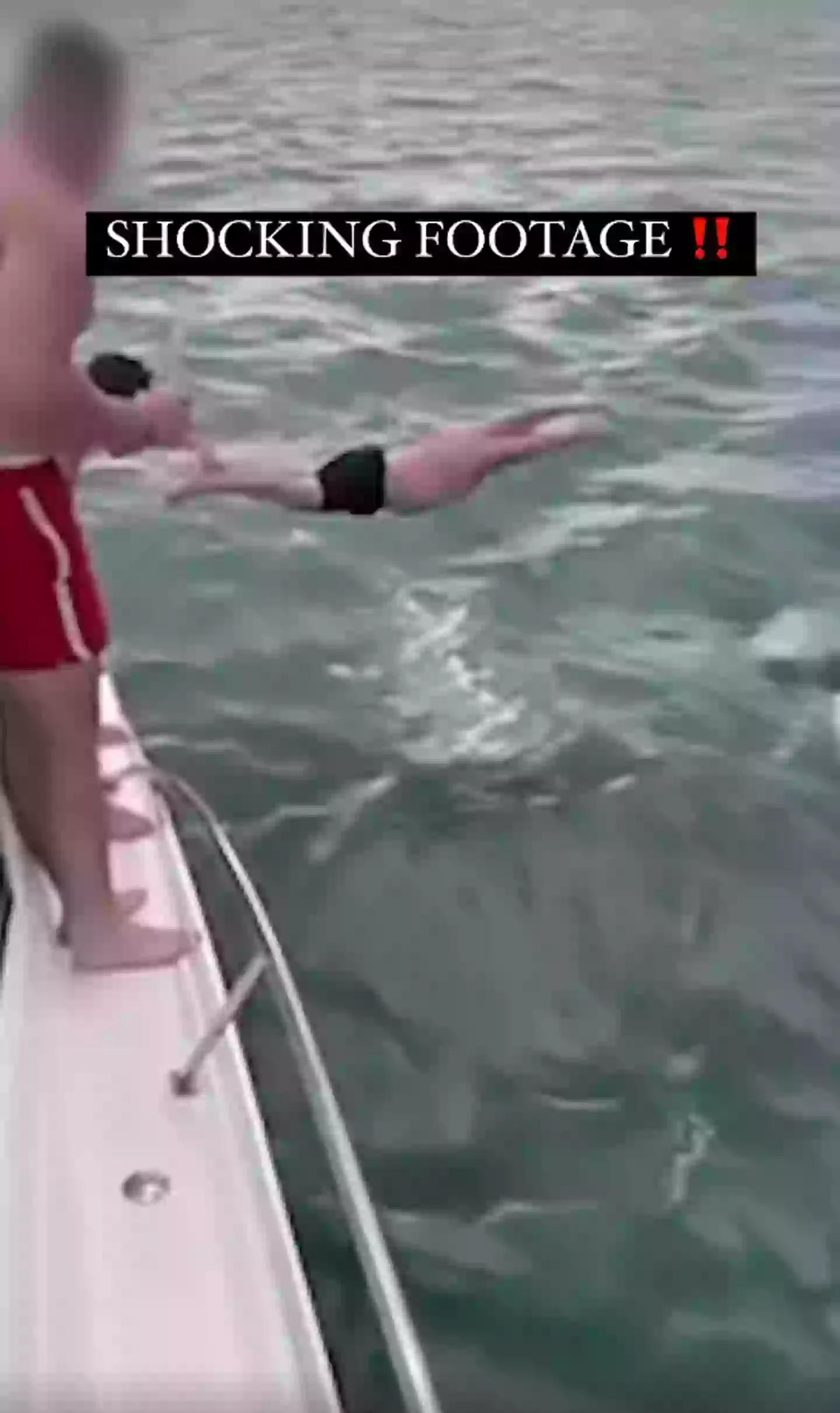 The man appeared to try and dive onto the orca. (Department of Conservation/Facebook)