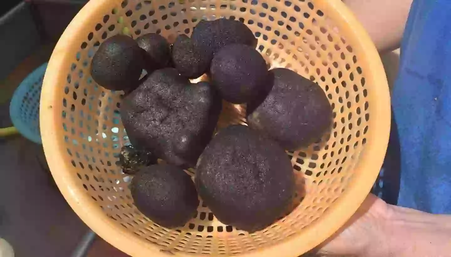 The manganese nodules found on the sea bed (The Nippon Foundation)