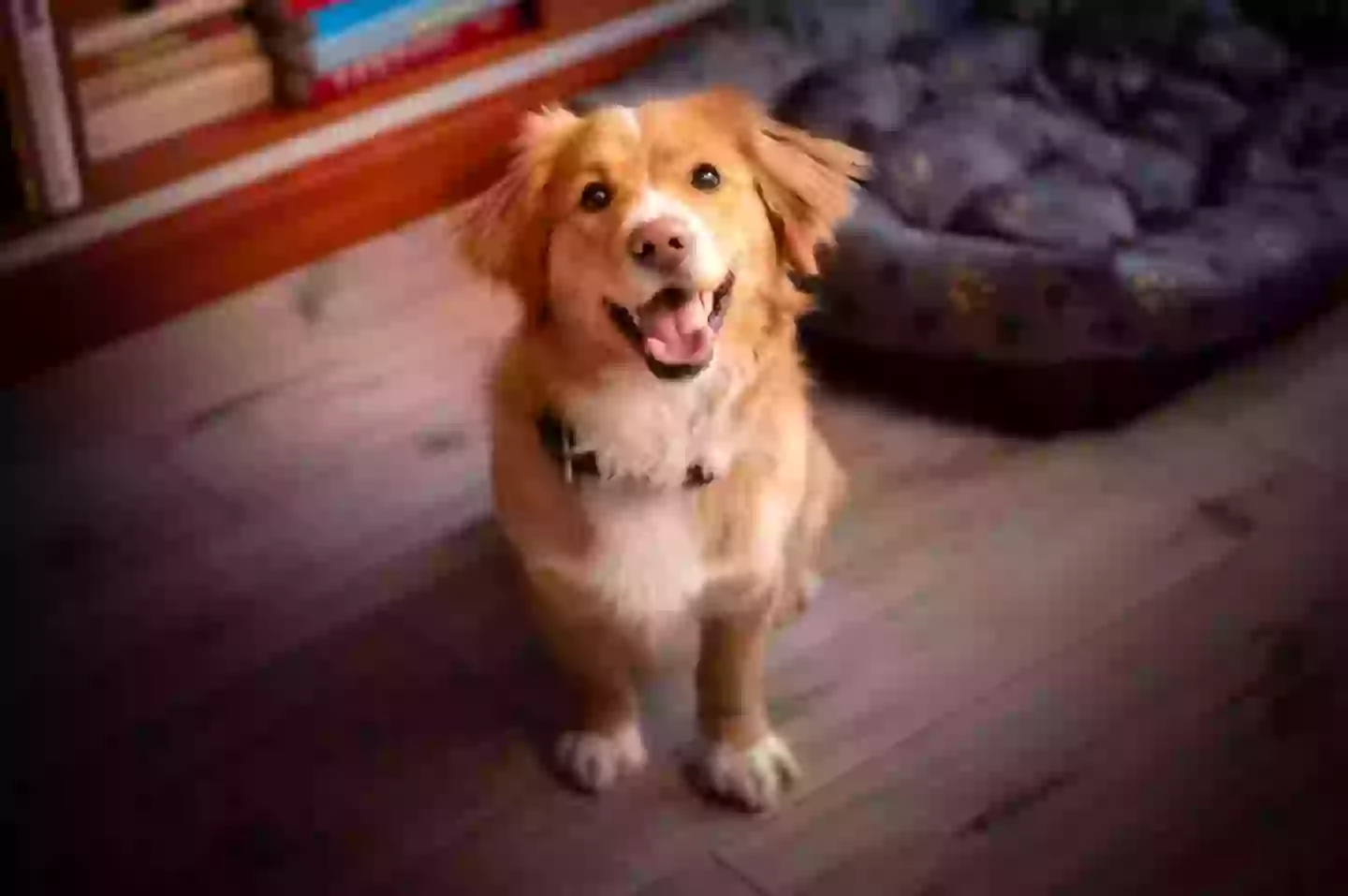 An expert has issued a warning regarding dog licks (Getty Stock Photo)