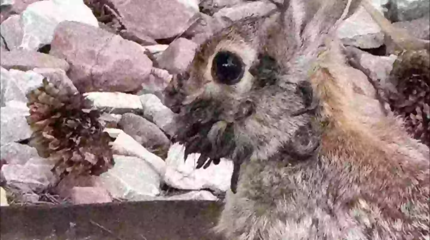 One of the infected specimens pictured in Colorado (Reddit)