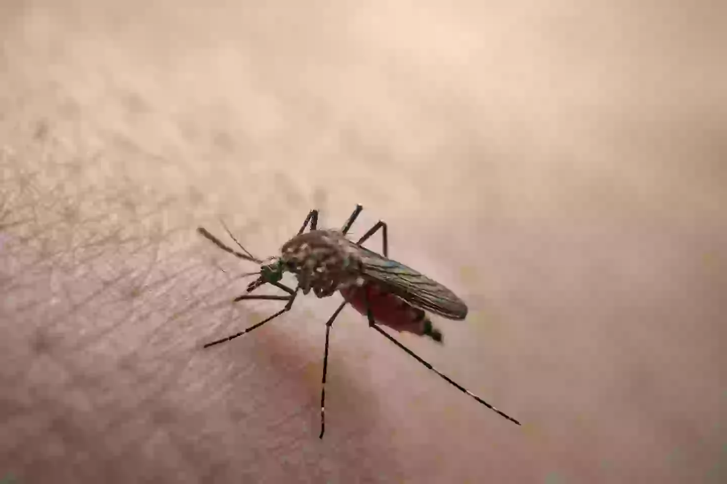 Chikungunya is transmitted from mosquitoes (Getty Stock Photo)
