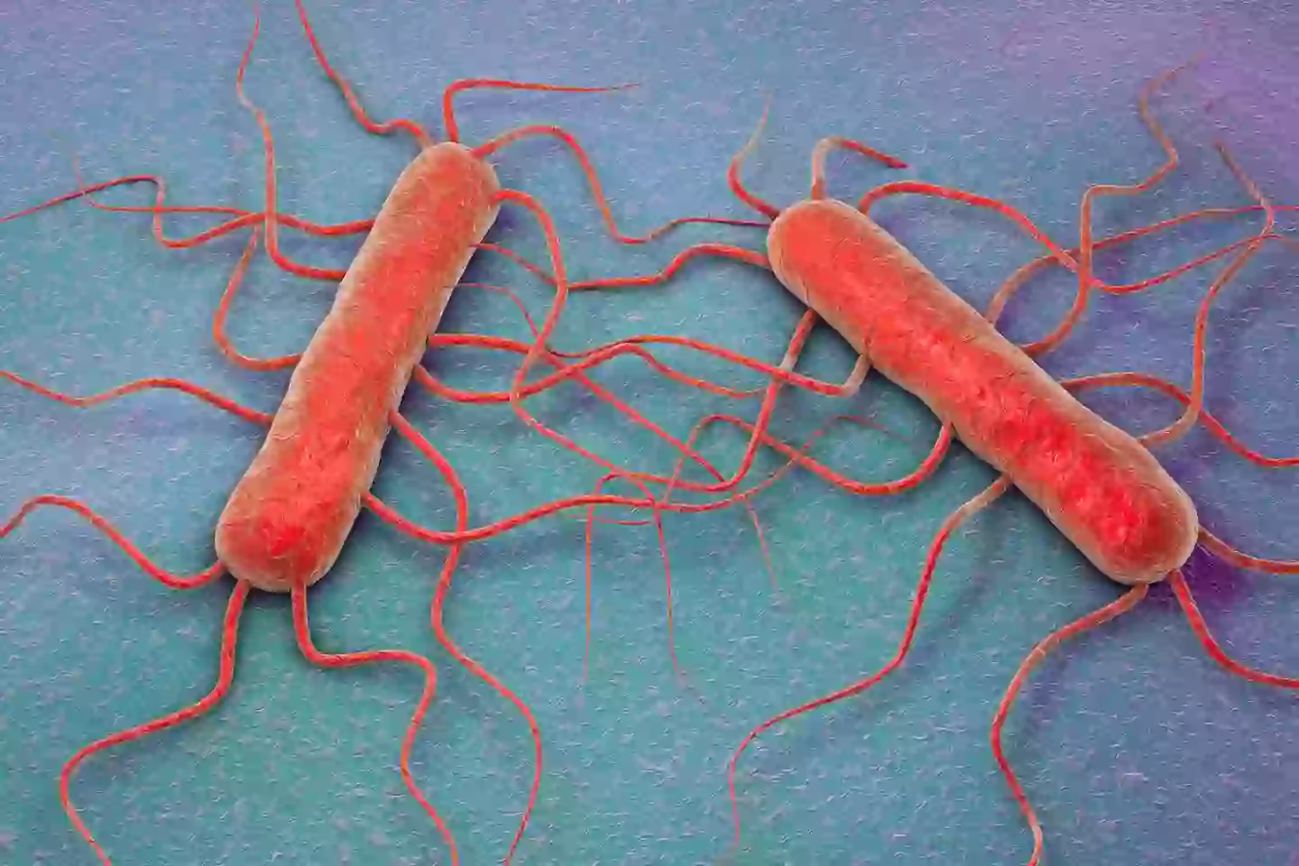 The listeria bacteria can cause illness or even death (Getty Stock Images)