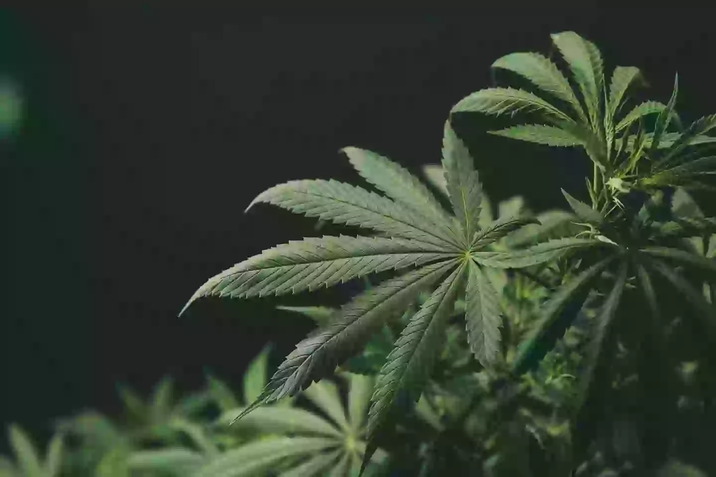 Marijuana is classed as highly addictive (Getty Stock Images)