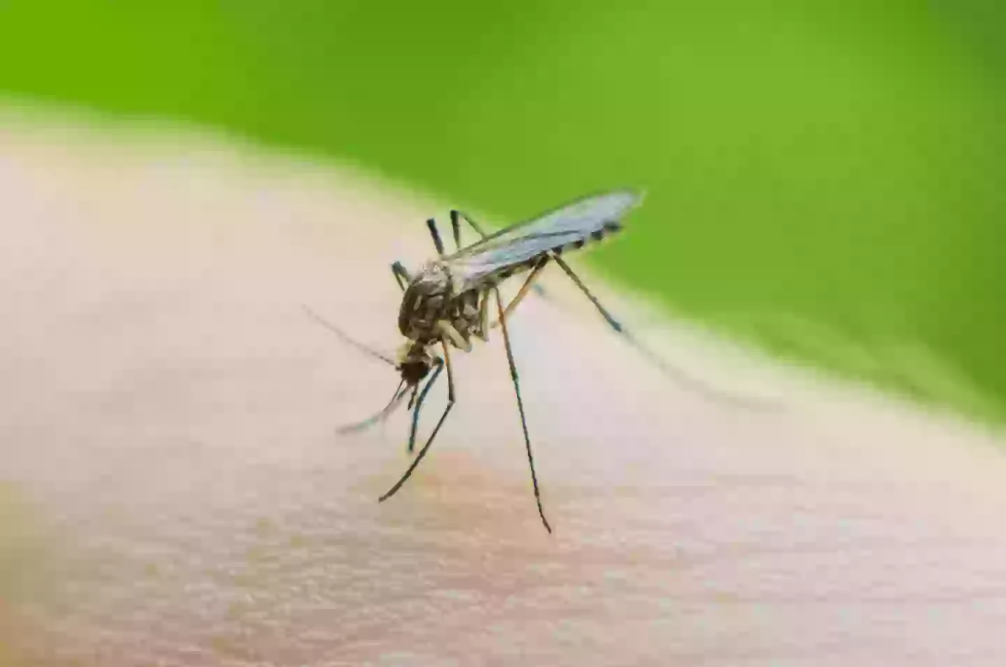 The Chikungunya virus is contracted after being bitten by an infected mosquito (Getty Stock Image)