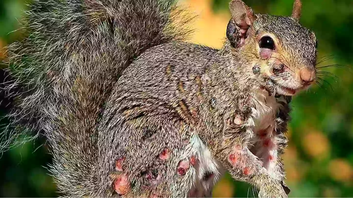 Experts issue warning as infected ‘zombie’ squirrels covered in warts spotted in the US