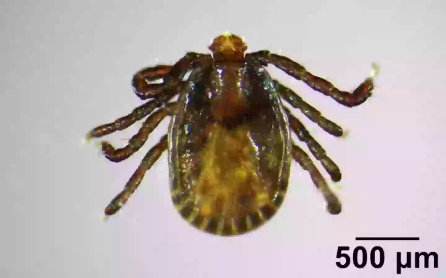 An urgent warning has been issued over the tick (University of Maine)