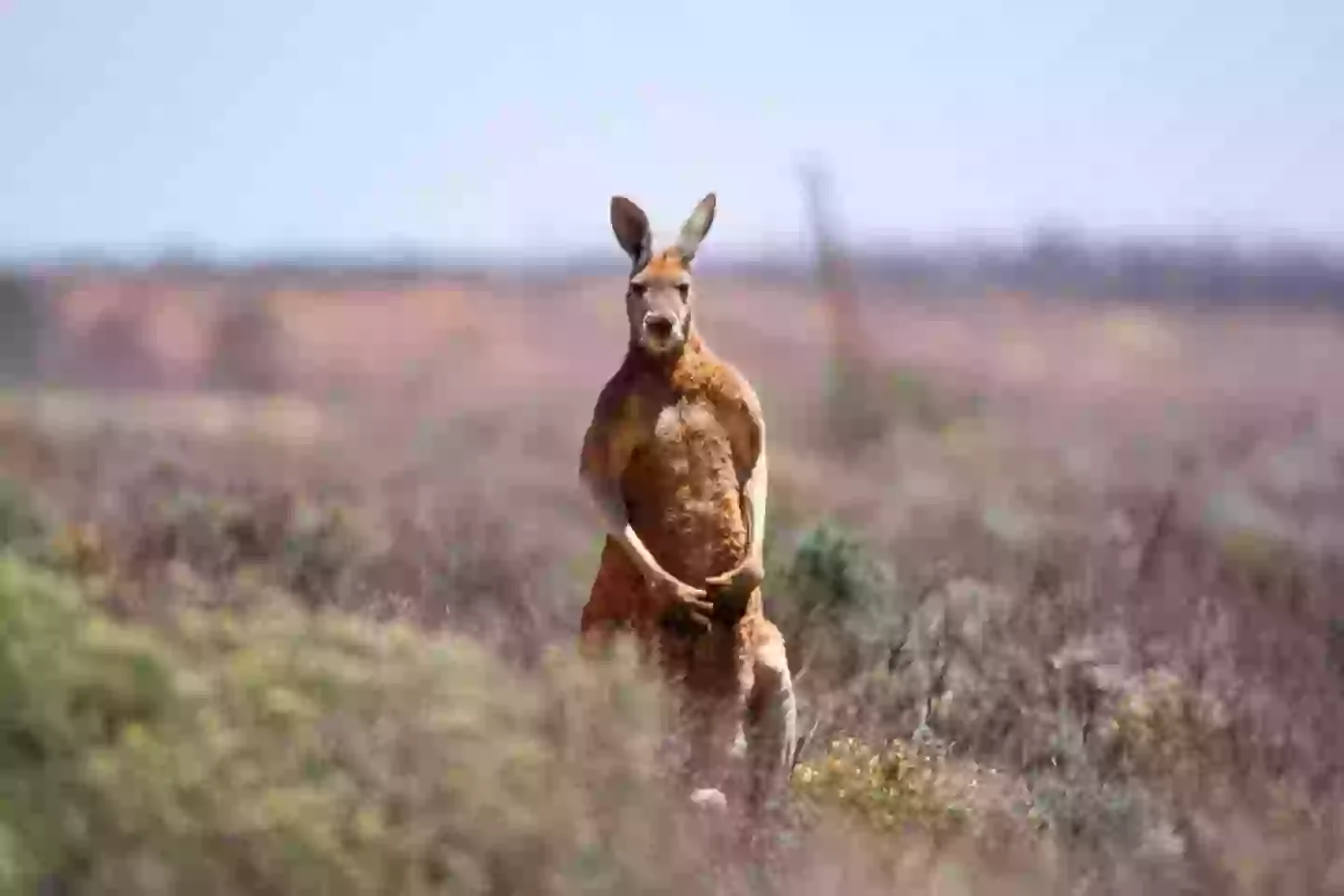 A look inside of a kangaroo's pouch has people losing their minds (Scott Gibbons/Getty stock images)