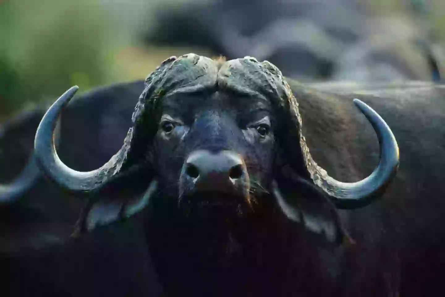 He was reportedly struck by a Cape buffalo (Getty Images)