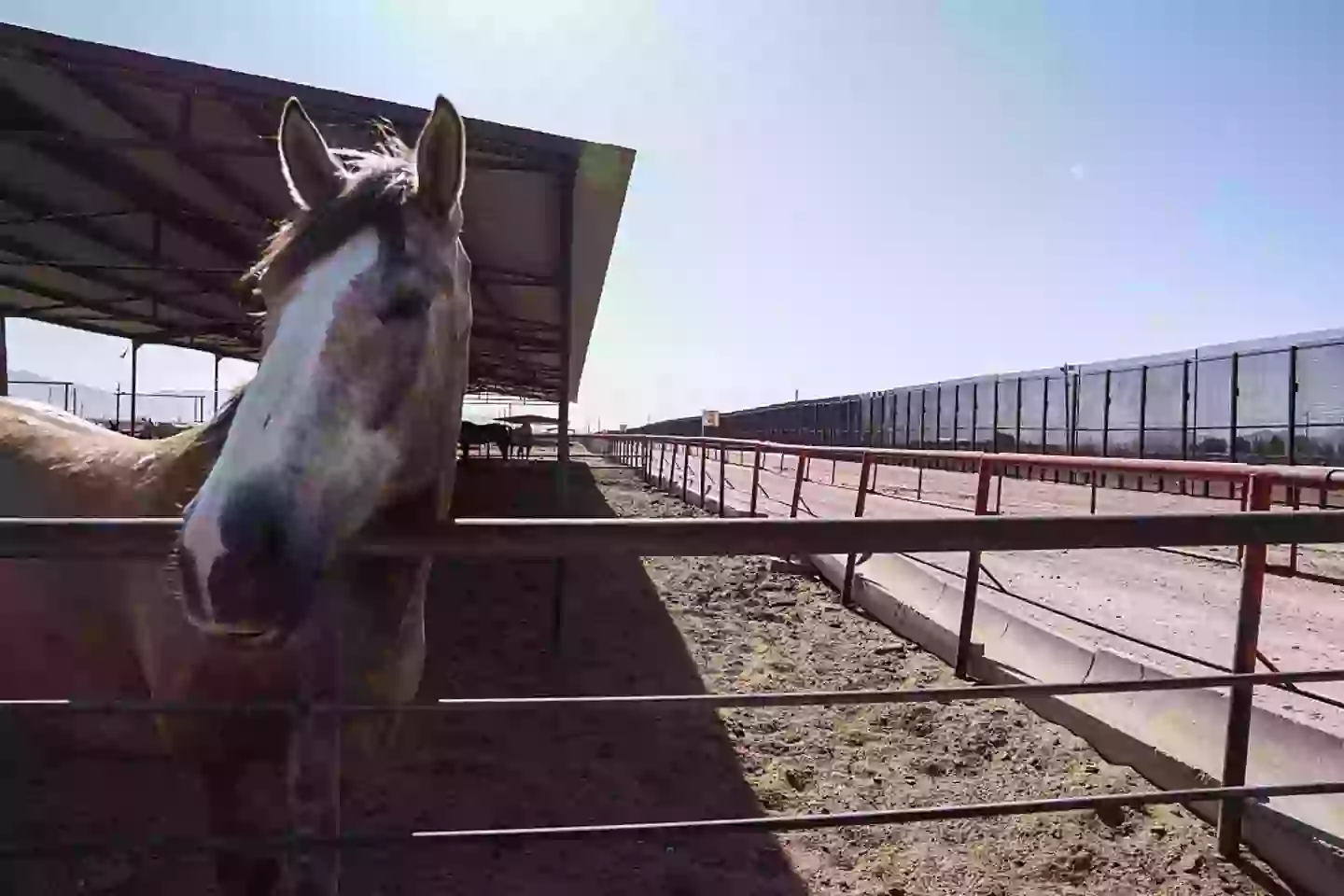 Screwworm can kill livestock (Paul Ratje/Bloomberg via Getty Images)