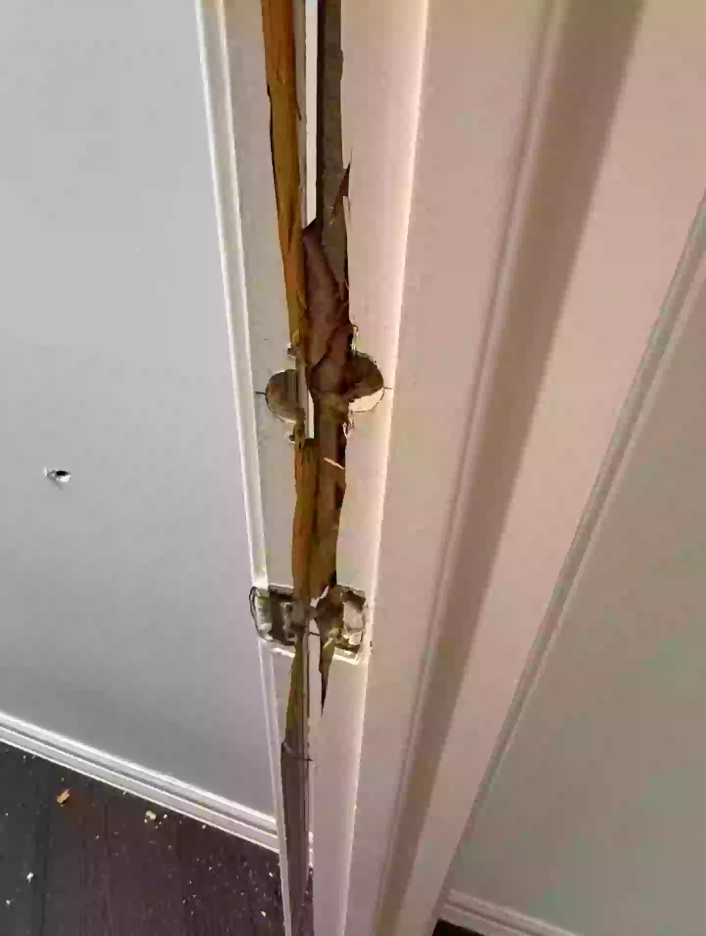 The pictures are certainly disturbing (Twitter/@Amouranth)