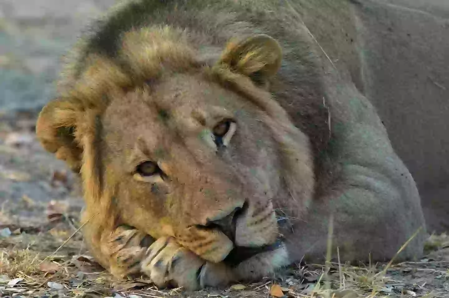 A lion seen resting at Hwange National Park, Zimbabwe (Christopher Scott/Getty Stock Image)