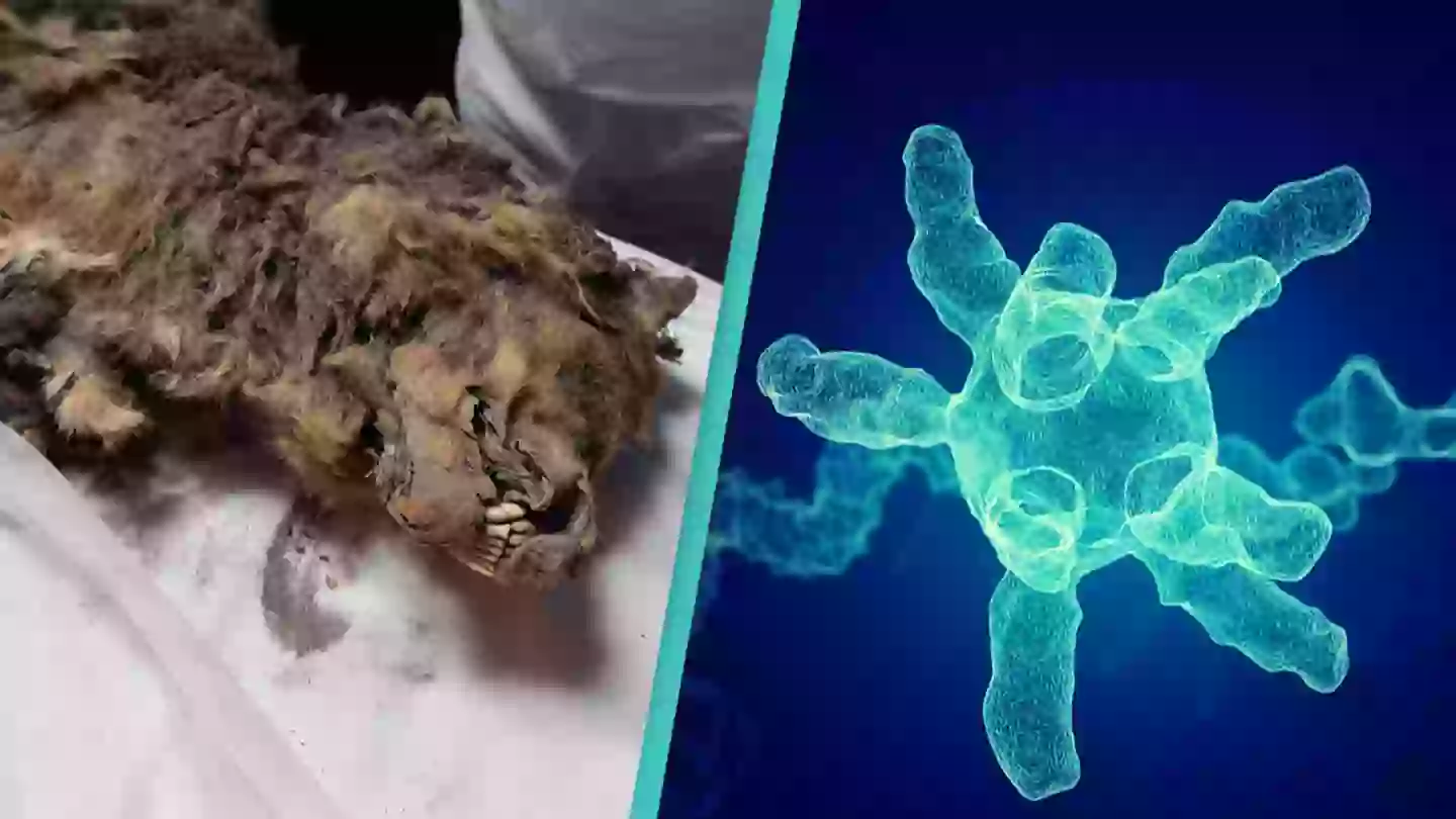 North-Eastern Federal University/jitendrajadhav/Getty Images