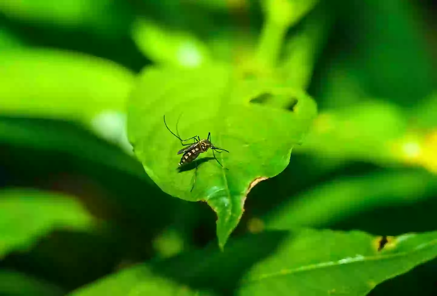 Aedes mosquitos are known carriers (Soumyabrata Roy/NurPhoto via Getty Images)
