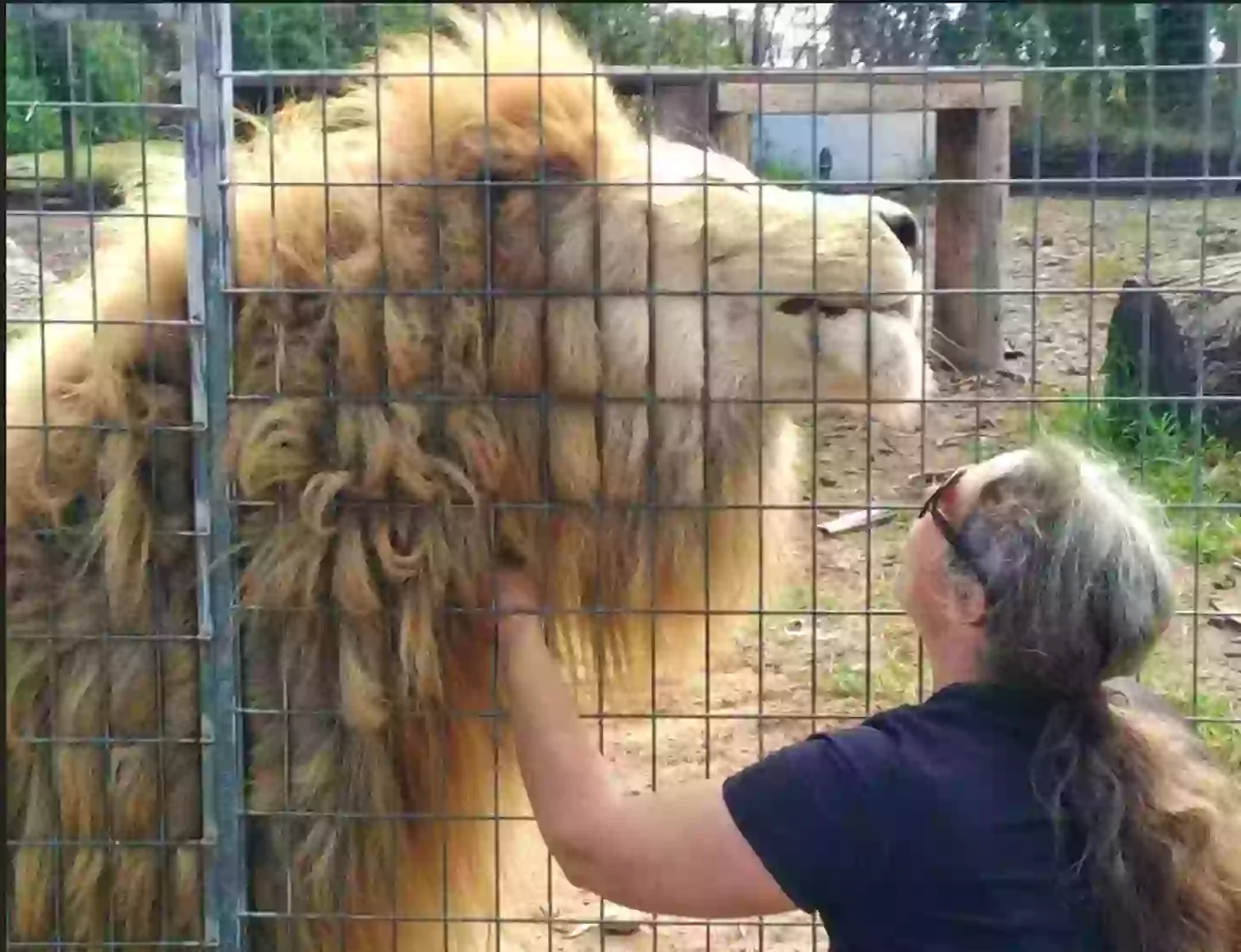 The owner Stephanie Robinson pictured with a big cat (Darlingdownszoo.com.au)