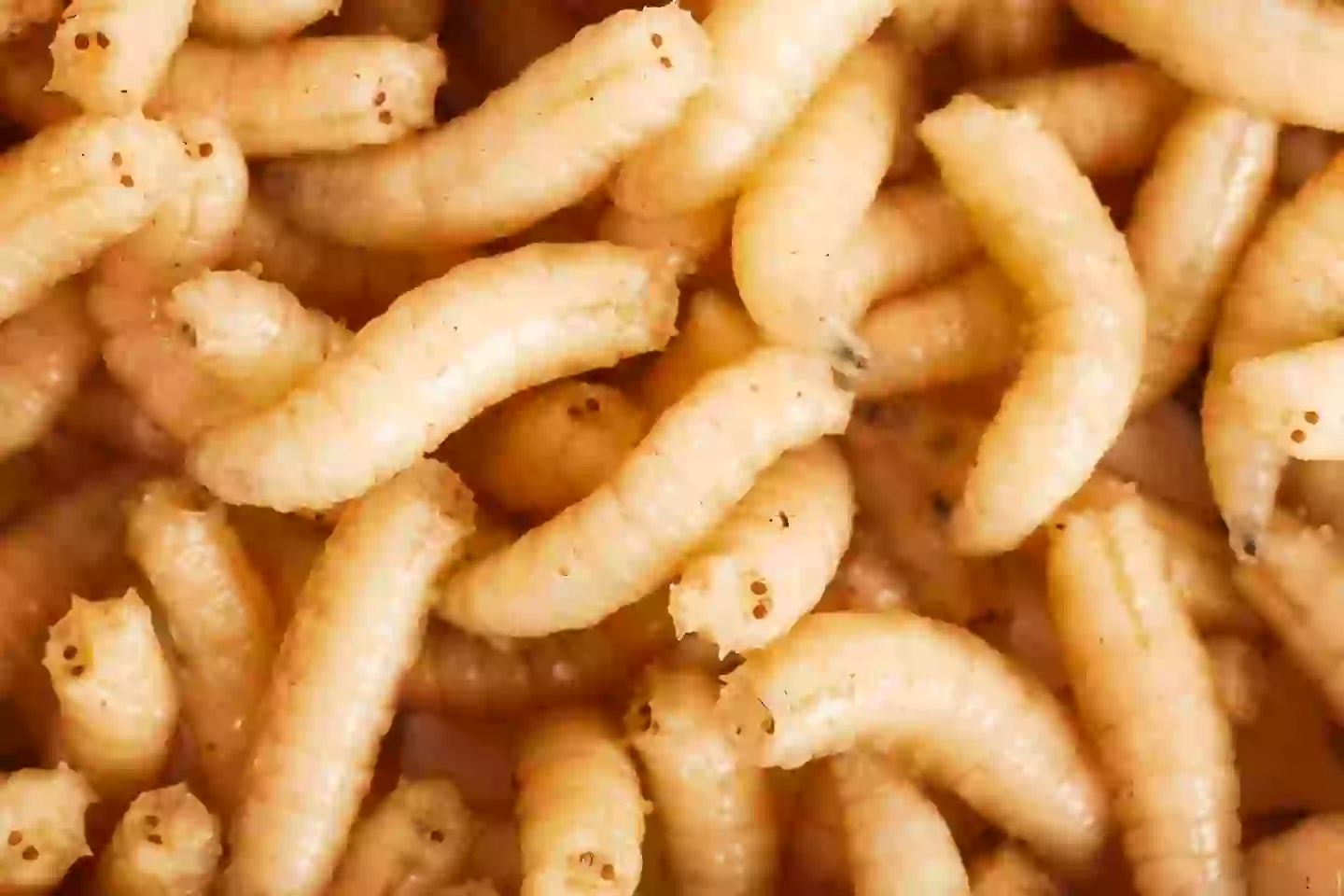 Screwworm infestations cause maggots in open wounds (Getty Stock Photo)