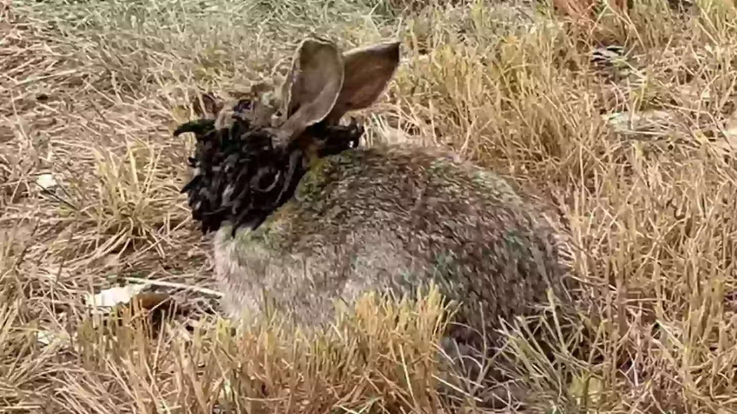 The furry mammals cannot spread the cottontail papilloma virus themselves, only through insect transportation (Reddit)