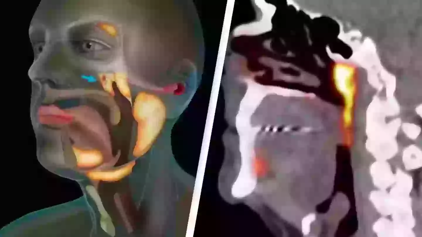 Scientists accidentally discovered a whole new organ in the human body