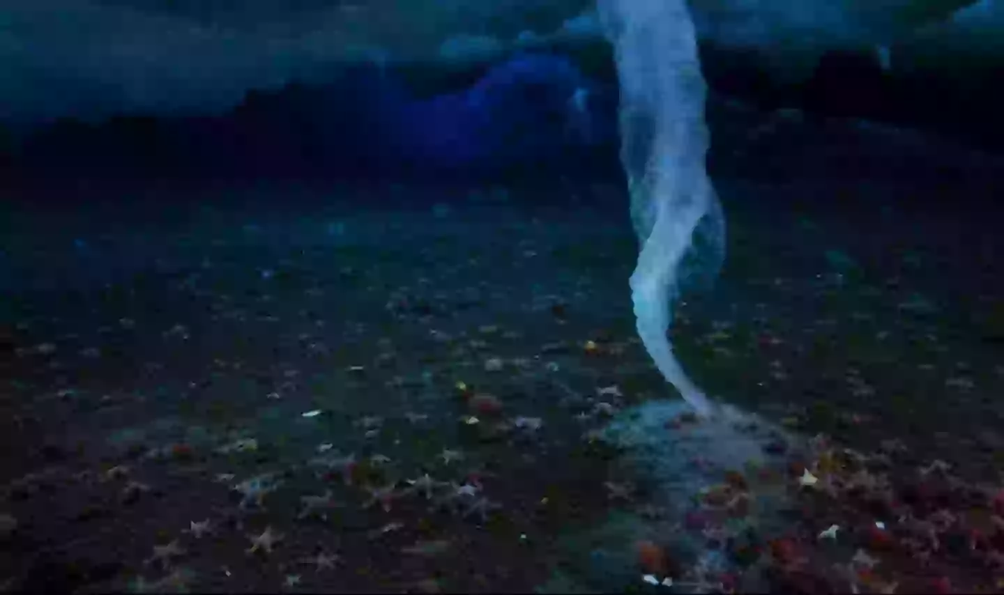 One video viewer claimed the brinicle was something out of a 'sci-fi film' (BBC)