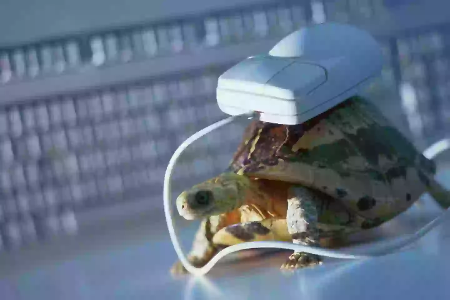 Tuttle Mouse Computer Iconic internet feature set to be permanently shut down after 34 years