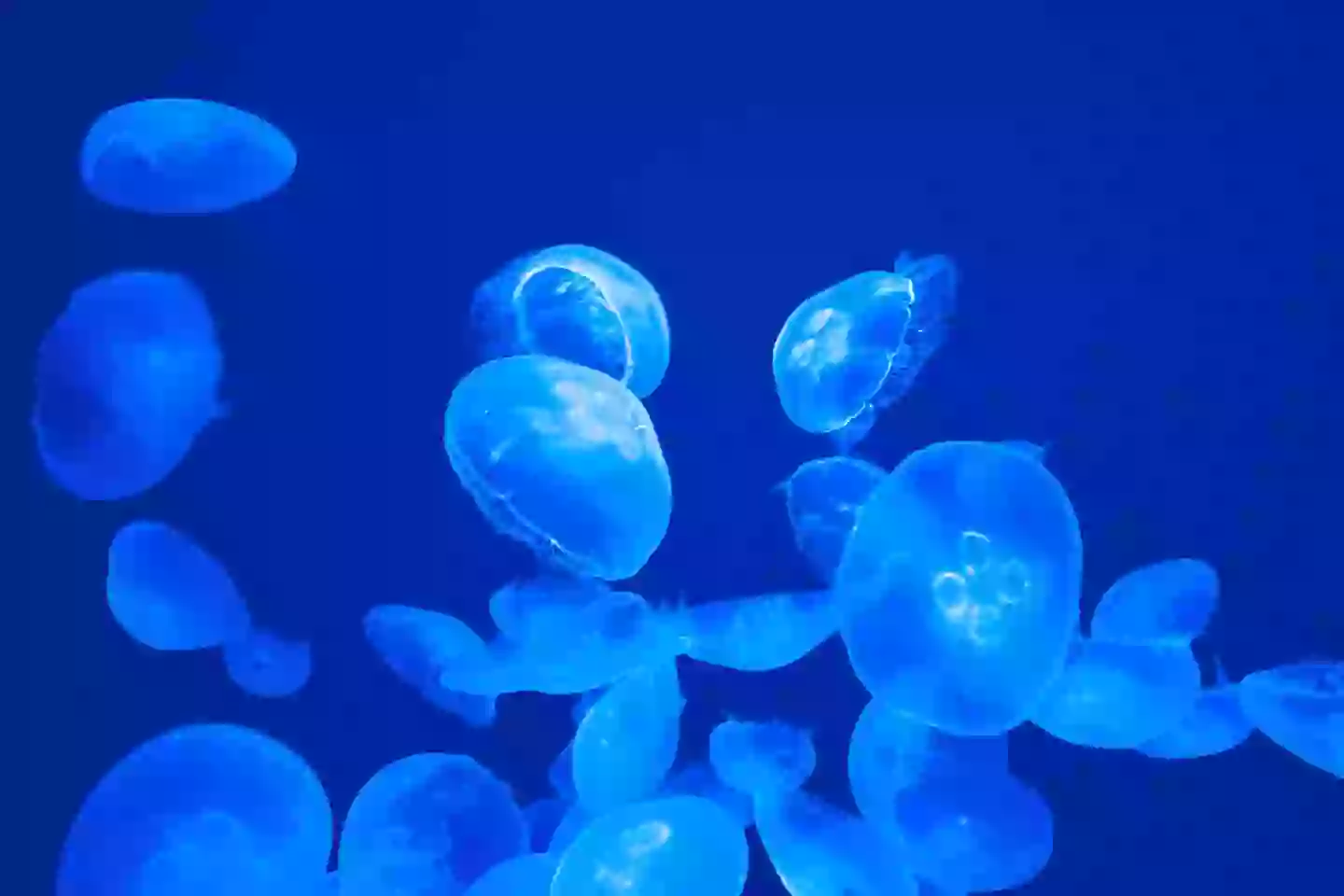 Jellyfish swarmed into the reactors and preventing the cooling from operating properly, although there was no threat of damage (Getty Stock)