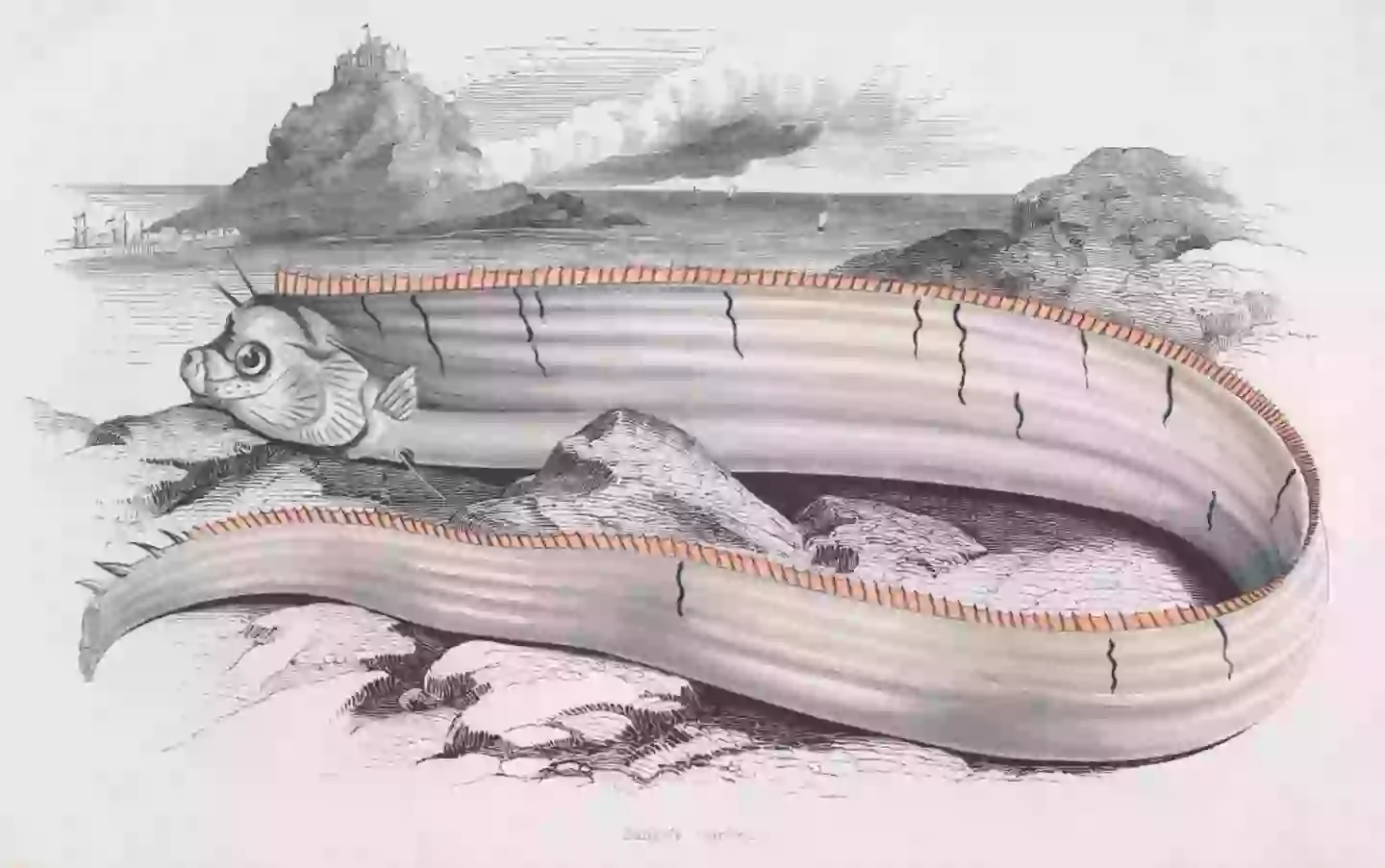 Oarfish are almost mythical creatures, stretching up to 11 meters in length and having an otherworldly-like appearance (Hulton Archive/Getty Images)