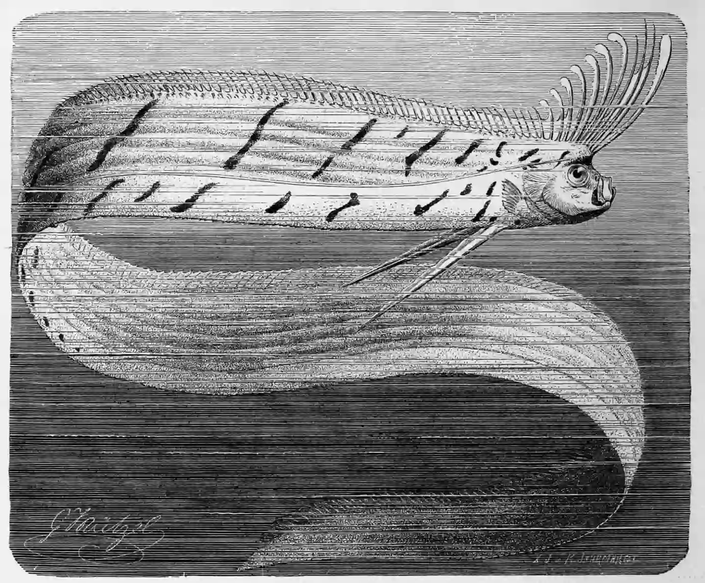 People have linked the appearance of Oarfish with natural disasters and apocalyptic events (Bildagentur-online/Universal Images Group via Getty Images)
